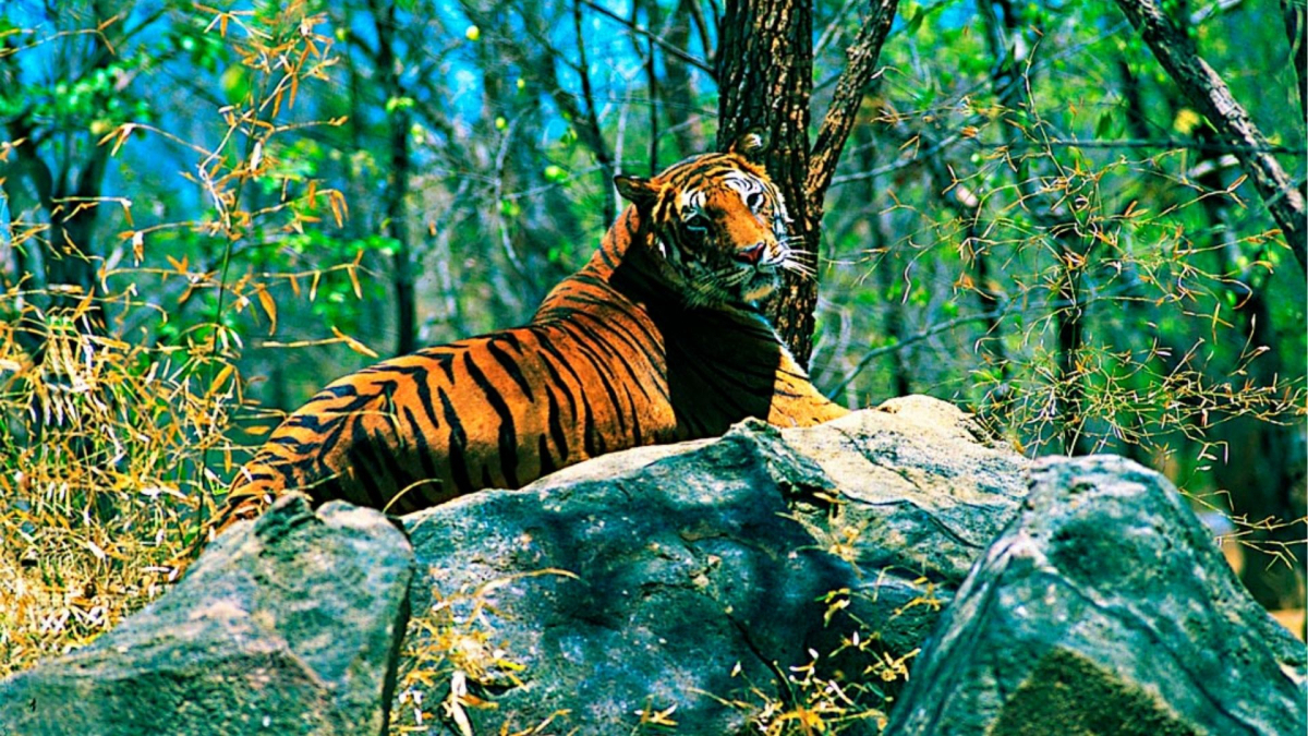 Namdapha National Park (Arunachal Pradesh):